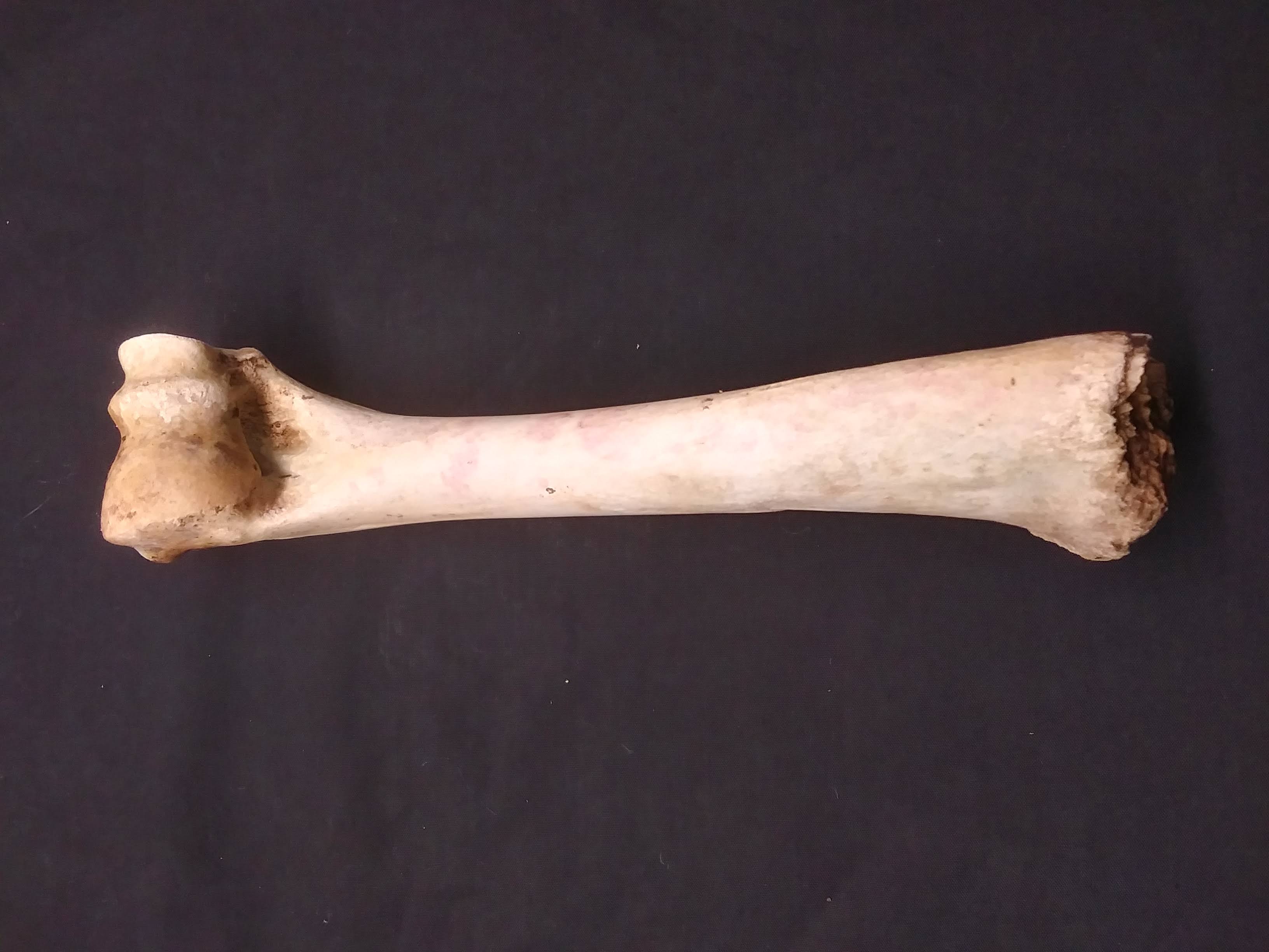 mammal leg