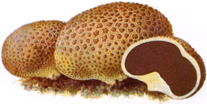 Illustration of common earthball. This image is in the public domain